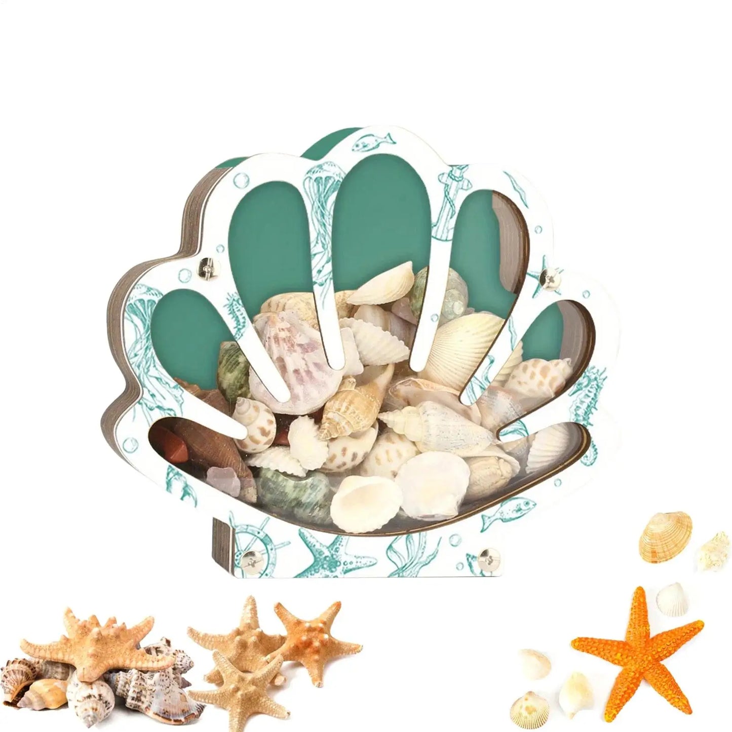 Empty Box Shells Storage Container Decorative Organizer Jewelry Beads Trinket Clear Gift Creative Desktop Shells Display Box