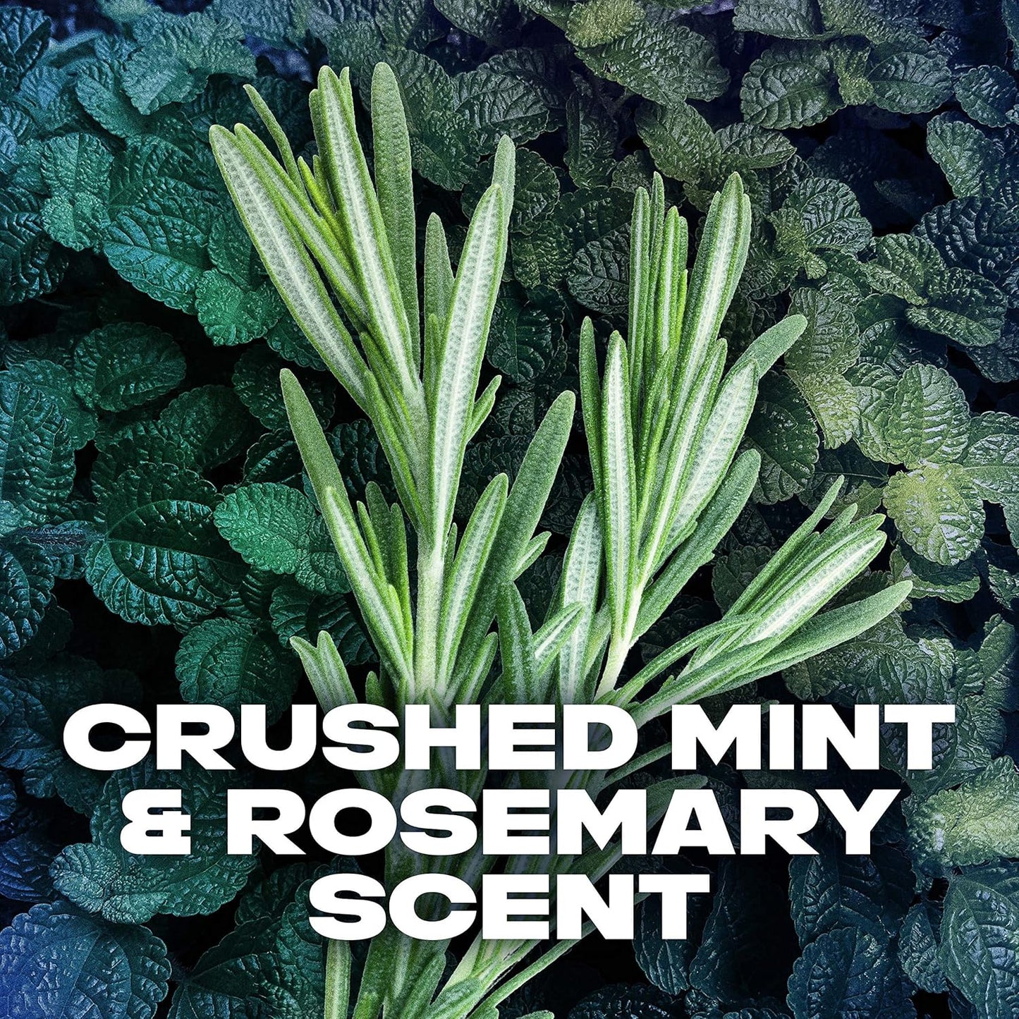 Dual Action Deodorant Stick for Long Lasting Odor Protection Phoenix Crushed Mint & Rosemary Mens Formulated without Aluminum 3 Oz